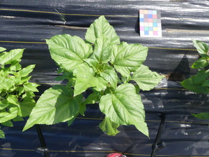 planttop