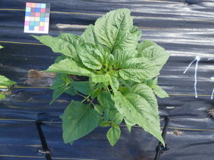planttop