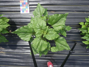 planttop