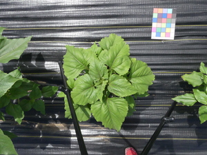 planttop