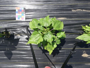 planttop