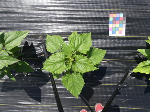 planttop