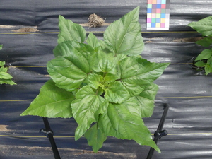 planttop