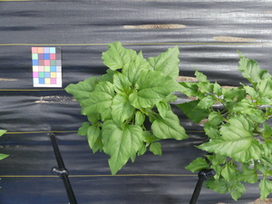 planttop