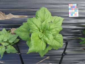 planttop