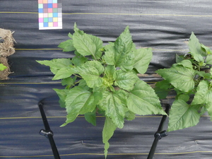 planttop