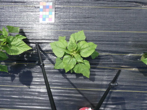 planttop