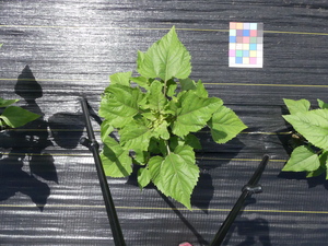 planttop