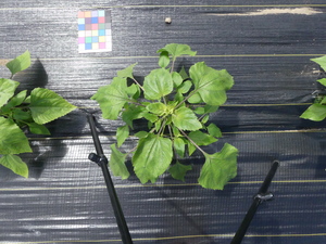 planttop