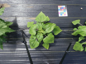 planttop
