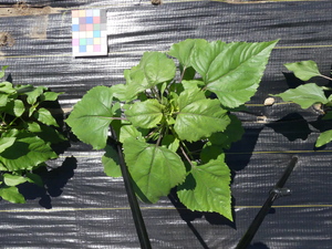 planttop