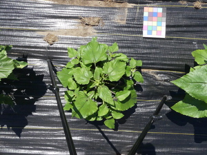 planttop