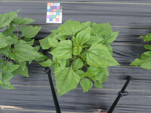 planttop