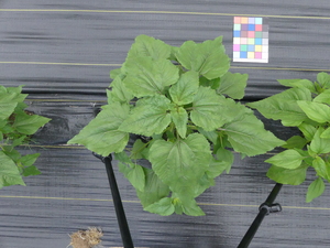 planttop
