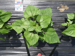 planttop