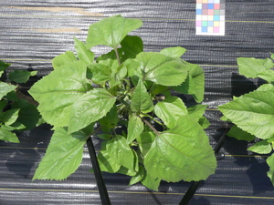 planttop