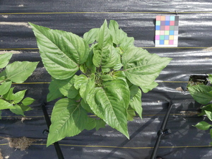 planttop