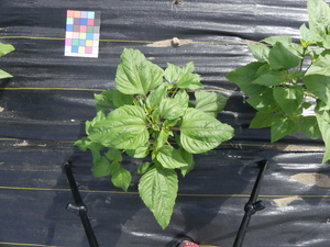 planttop