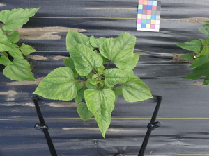 planttop