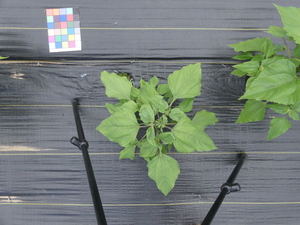 planttop