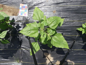 planttop