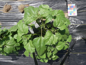 planttop