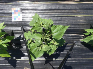 planttop