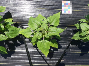 planttop