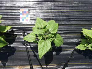 planttop