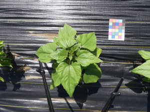 planttop