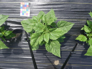 planttop