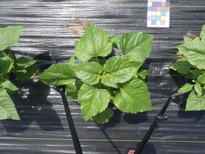planttop