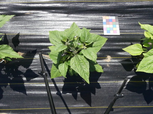 planttop