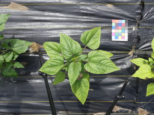 planttop