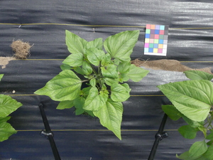 planttop