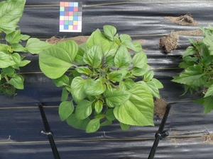 planttop