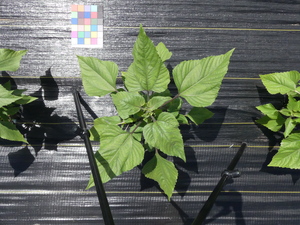 planttop