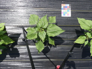 planttop