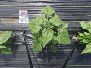 planttop