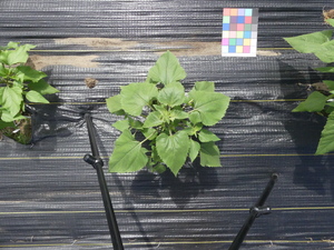 planttop