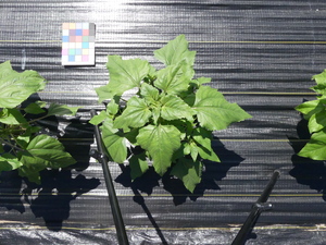 planttop