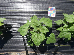 planttop
