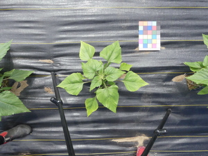 planttop
