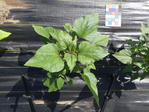 planttop