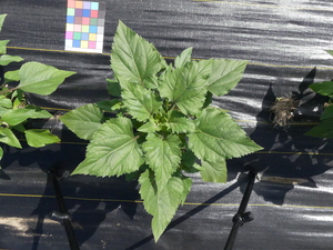 planttop