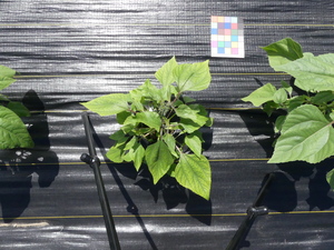 planttop