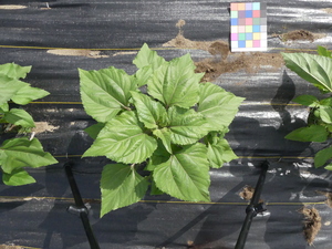 planttop