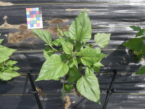 planttop
