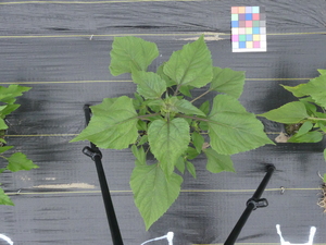 planttop