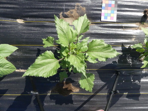 planttop